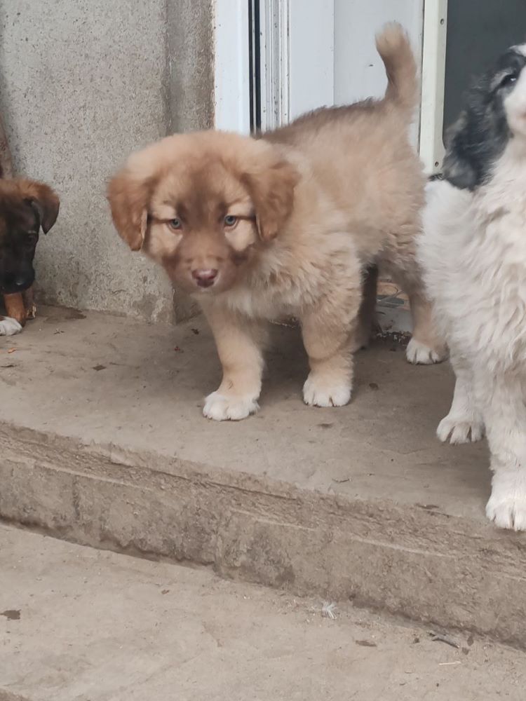 LUNA - Chiot femelle croisée Berger Roumain de grande taille à l'âge adulte - Née environ en Novembre 2023 - Refuge de Monica - Adoptée par Claudette en France (département 35) Photo247