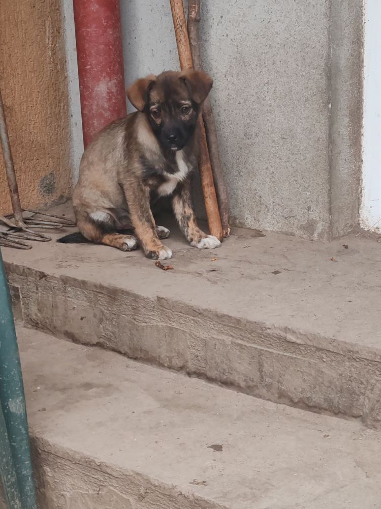 TEQUILA - Chiot femelle croisée de taille moyenne à l'âge adulte - Née environ en Décembre 2023 - Refuge de Monica - Réservée via une autre association Photo290