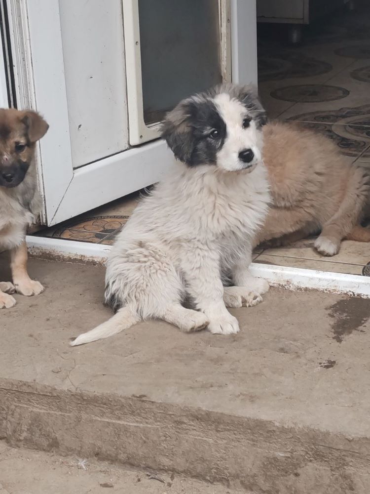 NALA (ex SHIVA) - Chiot femelle croisée de taille moyenne à l'âge adulte - Née environ en Novembre 2023 - Refuge de Monica - Adoptée par Jessica en France (département 78) Photo316