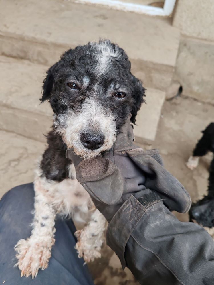 TESSA (ex CLOVER) - Femelle croisée Bichon Havanais de petite taille 5 kg - Née environ en 2021 - Refuge de Monica - Adoptée par Béatrice en France (département 94) Photo345