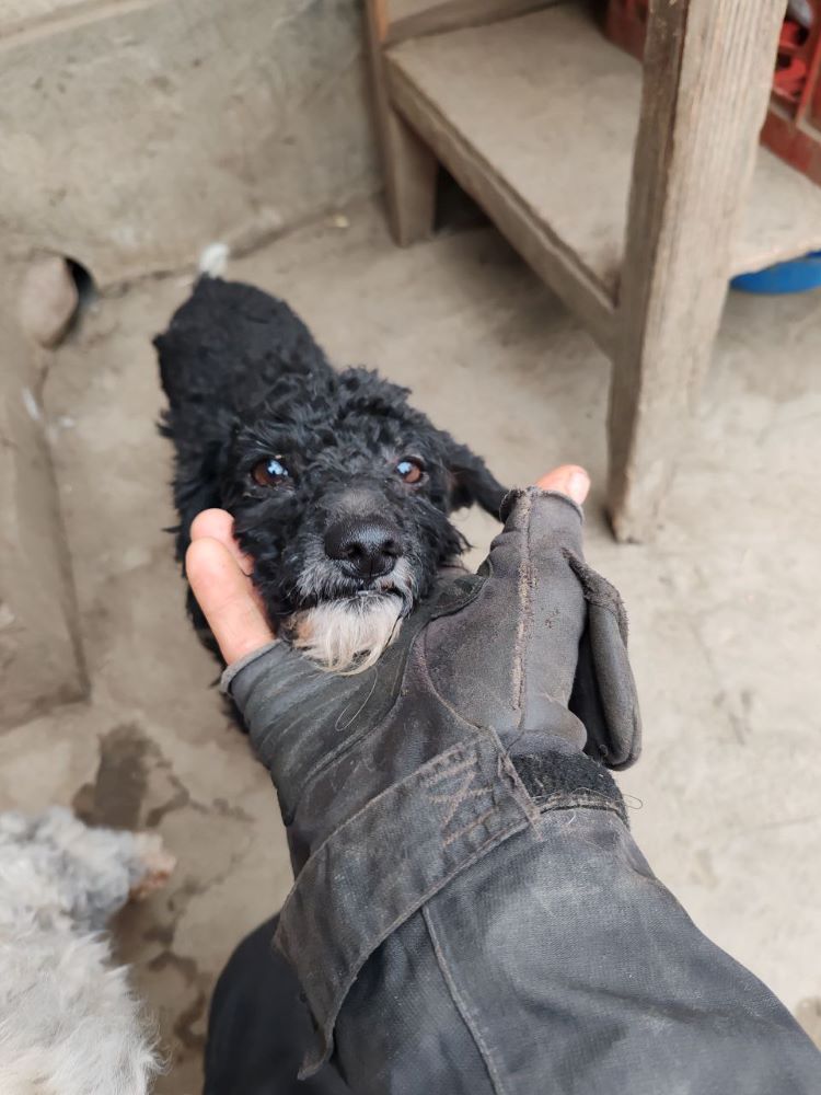 FELIX (ex PHOENIX) - Mâle croisé Bichon Havanais de petite taille - Né environ en 2021 - Refuge de Monica- Adopté par Hombline en France( département 94) Photo351