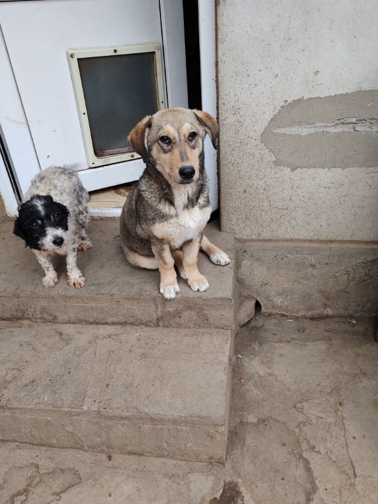 JOY (ex ALIX - SANGRIA) - Chiot femelle croisée de taille petite à moyenne à l'âge adulte - Née environ en Mai 2023 - Refuge de Monica - Adoptée par David en Belgique  Photo361