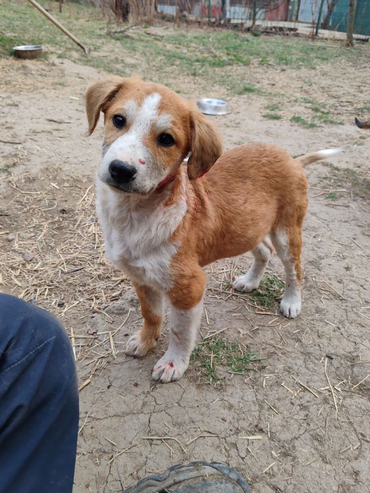 BAHO (ex MARTINI) - Chiot mâle croisé de taille moyenne à l'âge adulte - Né environ en Novembre 2023 - Refuge de Monica - Adopté par Barbara en France (dpt 28) Photo366