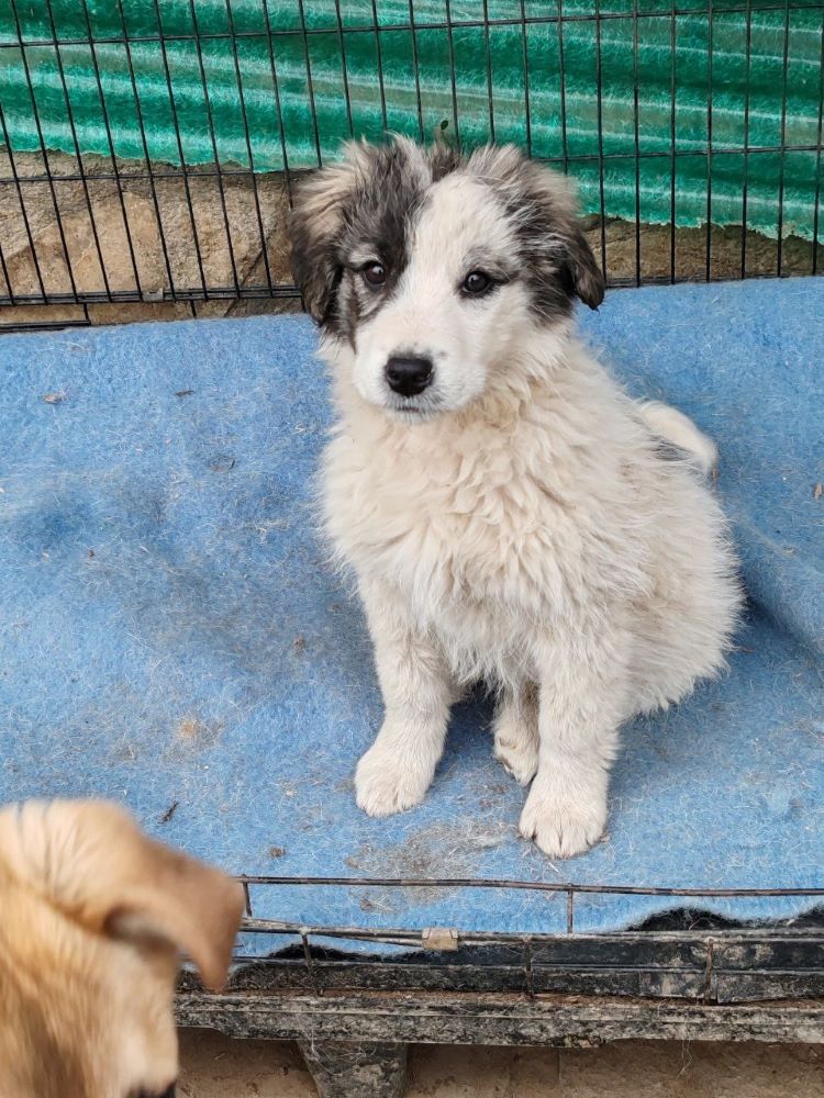 NALA (ex SHIVA) - Chiot femelle croisée de taille moyenne à l'âge adulte - Née environ en Novembre 2023 - Refuge de Monica - Adoptée par Jessica en France (département 78) Photo396