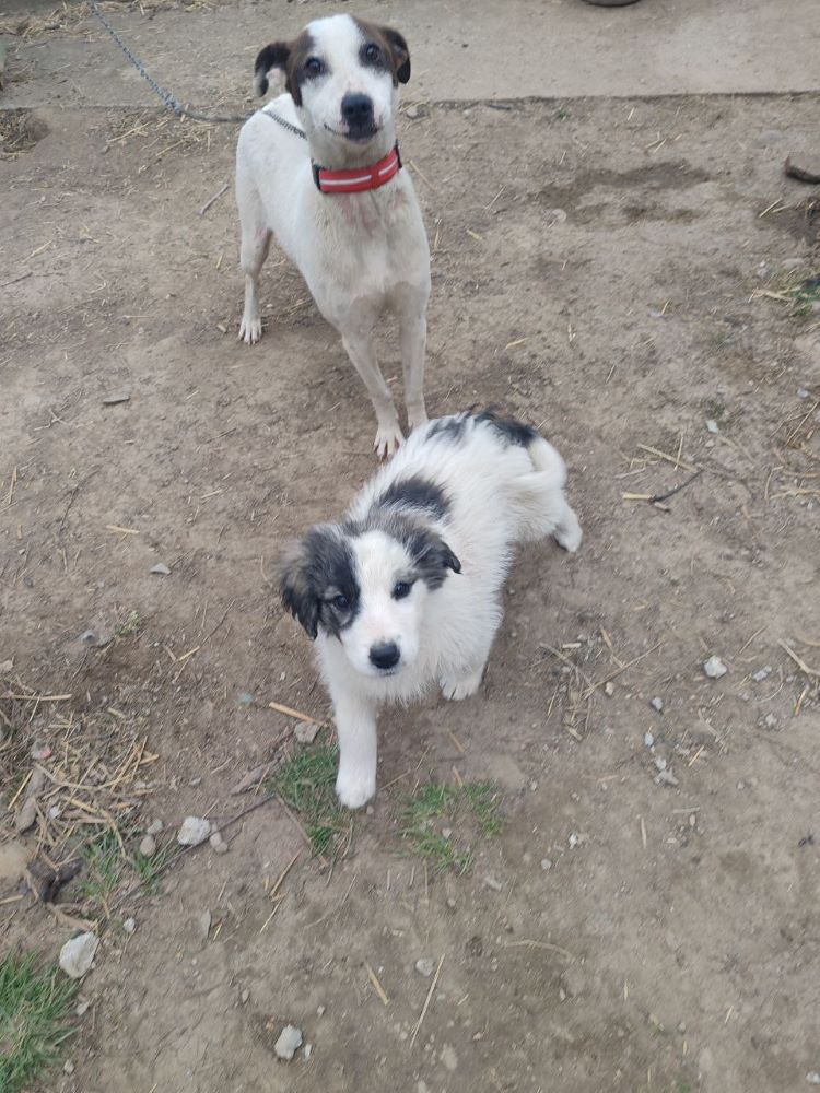 NALA (ex SHIVA) - Chiot femelle croisée de taille moyenne à l'âge adulte - Née environ en Novembre 2023 - Refuge de Monica - Adoptée par Jessica en France (département 78) Photo401