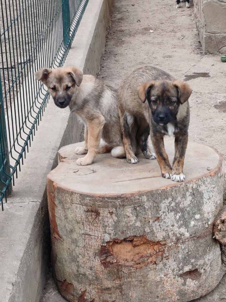 TANGO - Chiot Mâle croisé de taille moyenne à l'âge adulte - Né environ en Novembre 2023 - Refuge de Monica Photo405