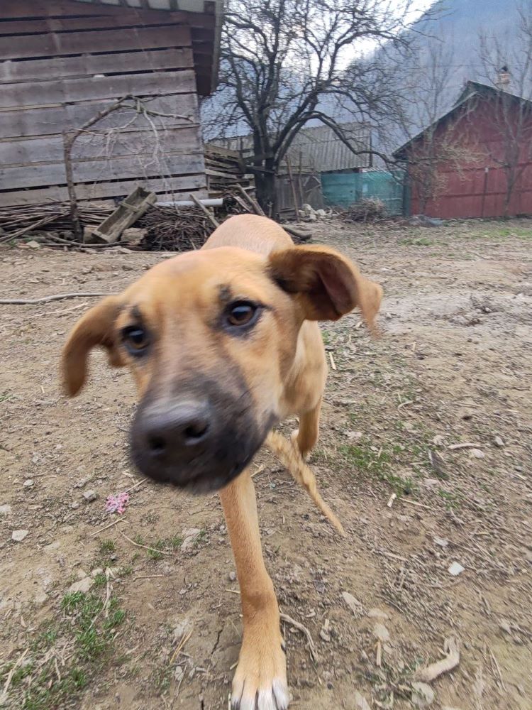 NOUKY (ex DAPHNÉE) - Chiot femelle croisée de taille moyenne à l'âge adulte - Née environ en Octobre 2023 - Refuge de Monica - Adoptée par Gwennaelle en Belgique.  Photo432