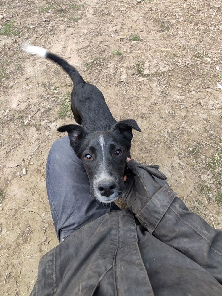 DIVINA - Chiot femelle croisée de taille moyenne à l'âge adulte - Née environ en Octobre 2023 - Refuge de Monica- Prise en charge par une autre association  Photo463