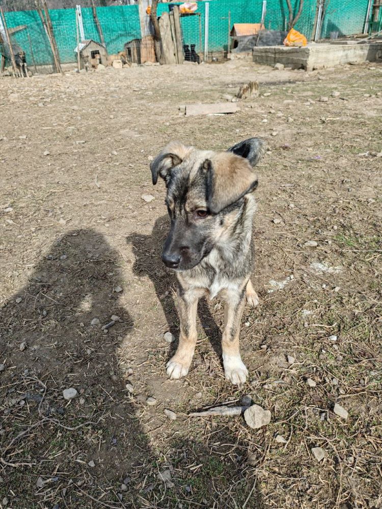 PIETRA - Chiot femelle croisée de taille moyenne à l'âge adulte - Née environ en Novembre 2023 - Refuge de Monica Photo526