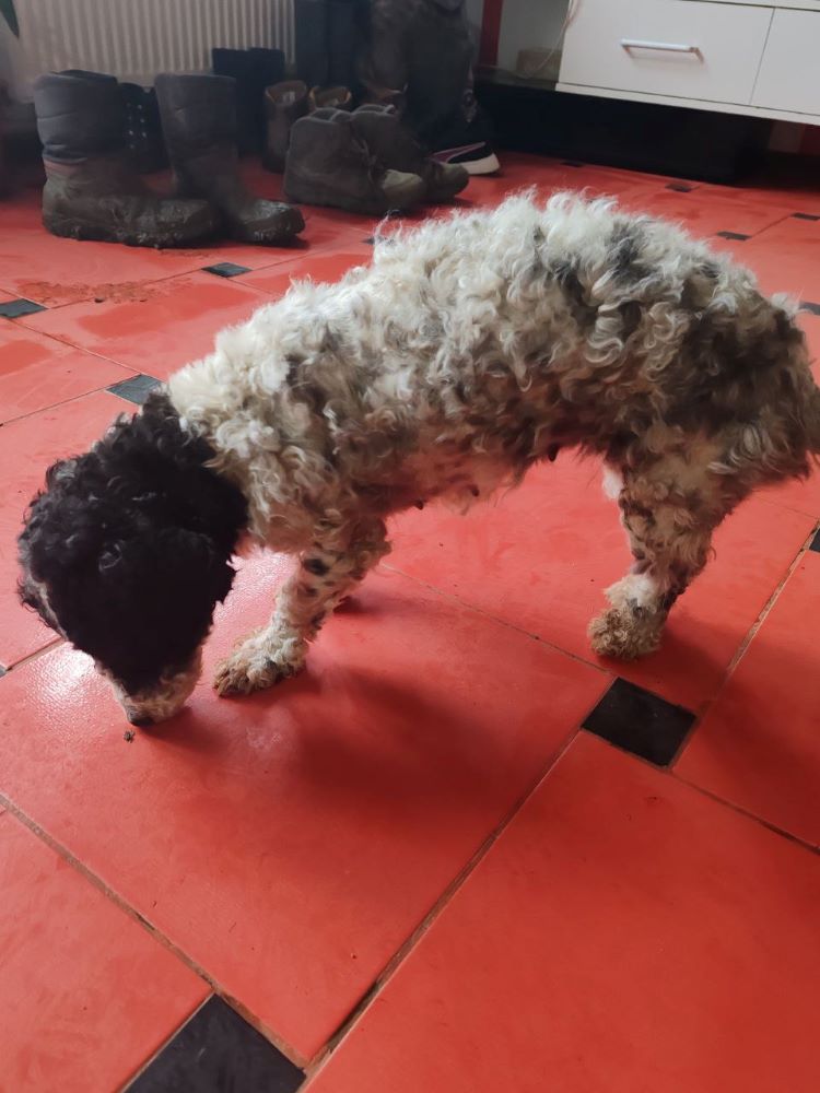 TESSA (ex CLOVER) - Femelle croisée Bichon Havanais de petite taille 5 kg - Née environ en 2021 - Refuge de Monica - Adoptée par Béatrice en France (département 94) Photo534