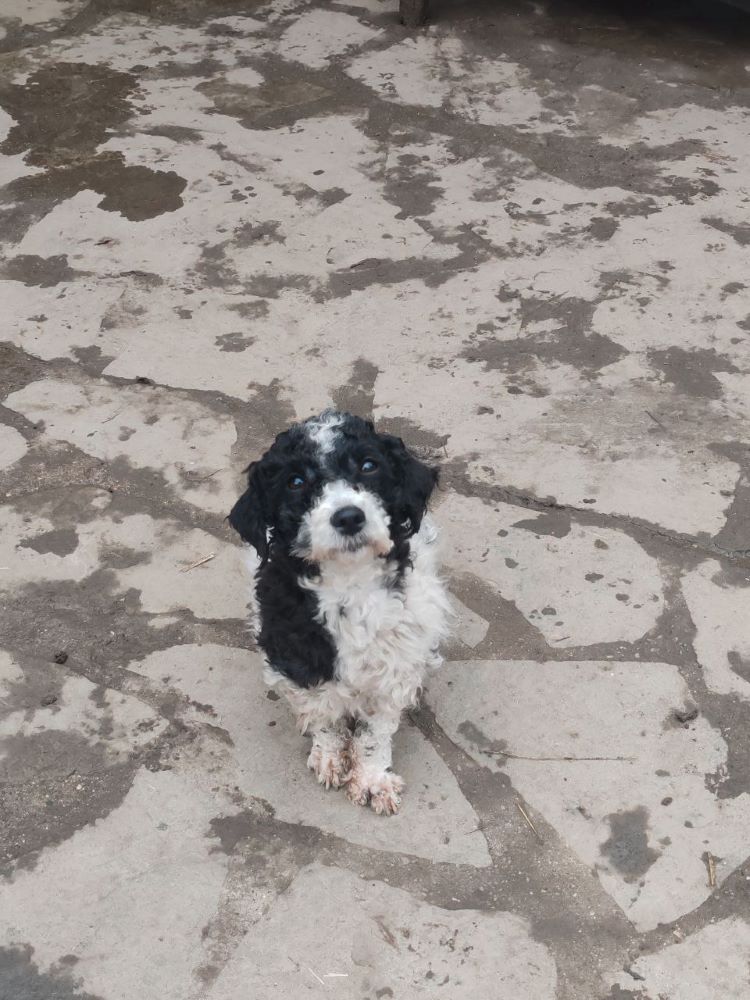 TESSA (ex CLOVER) - Femelle croisée Bichon Havanais de petite taille 5 kg - Née environ en 2021 - Refuge de Monica - Adoptée par Béatrice en France (département 94) Photo581