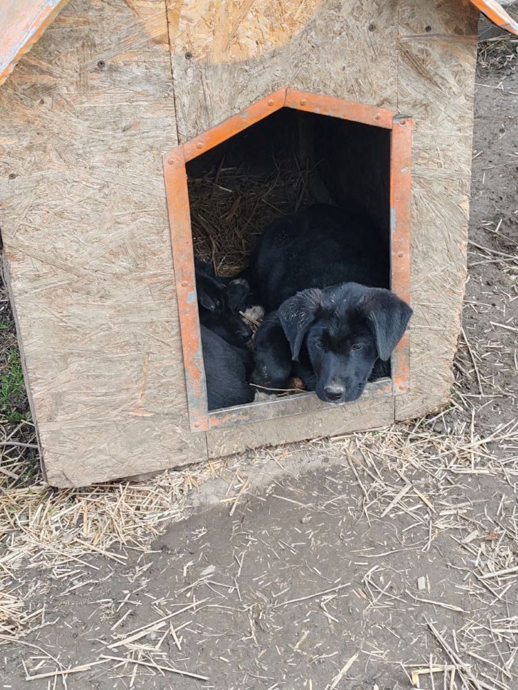 EMILIA (ex KAWA) - Chiot femelle croisée de taille moyenne à l'âge adulte - Née environ en Novembre 2023 - Refuge de Monica - Adoptée par Angélique en Belgique  Photo622