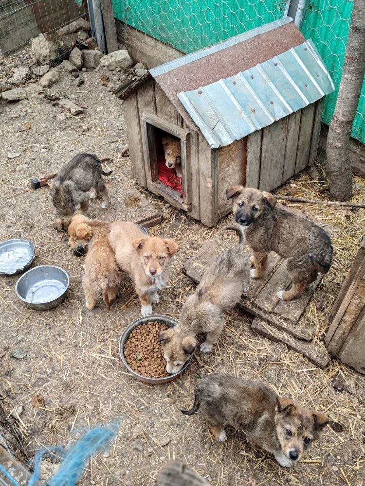 SIMBA - Chiot mâle croisé de taille moyenne à l'âge adulte - Né environ en Décembre 2023 - Refuge de Monica Photo644