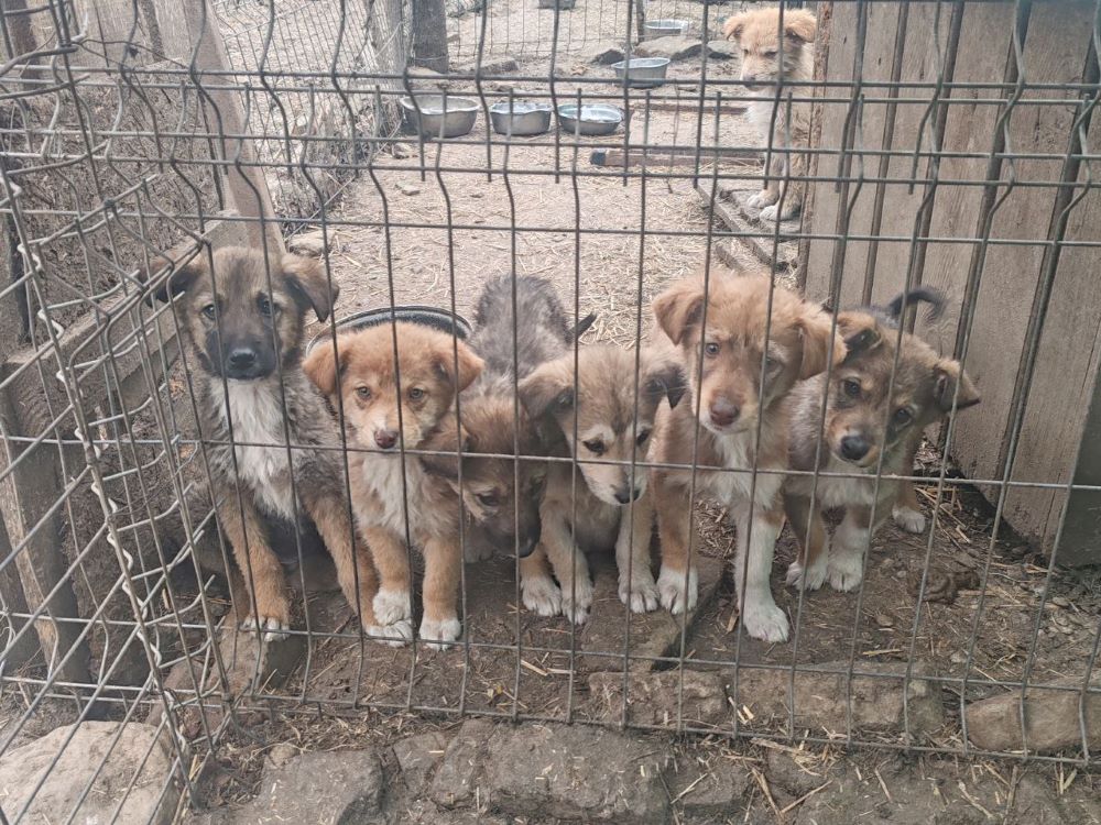 SIMBA - Chiot mâle croisé de taille moyenne à l'âge adulte - Né environ en Décembre 2023 - Refuge de Monica Photo647