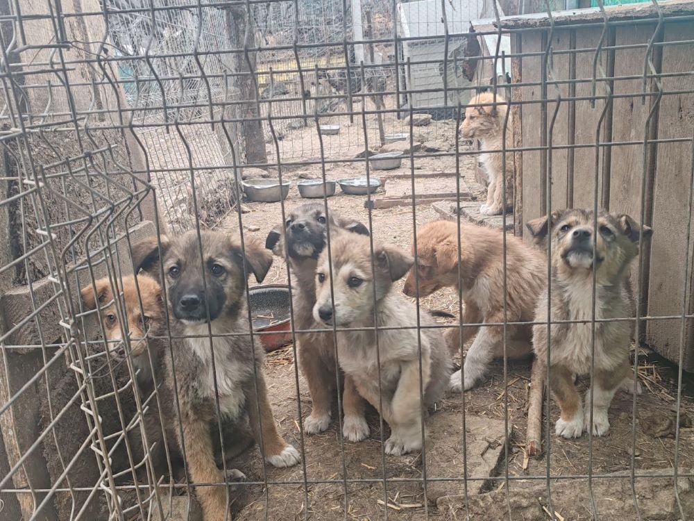 KOVU - Chiot mâle croisé de taille moyenne à l'âge adulte - Né environ en Décembre 2023 - Refuge de Monica Photo649