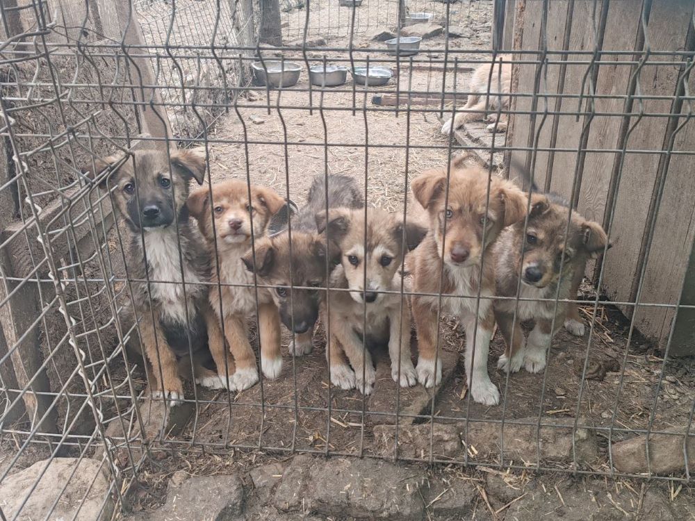 NALA - Chiot femelle croisée de taille moyenne à l'âge adulte - Née environ en Décembre 2023 - Refuge de Monica- Prise en charge par une autre association  Photo660