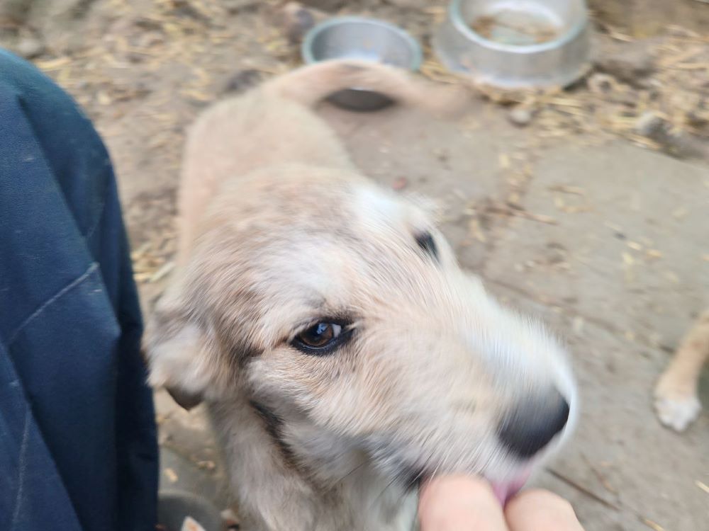 PLUME (ex ZIRA) - Chiot femelle croisée de taille moyenne à l'âge adulte - Née environ en Décembre 2023 - Refuge de Monica - Adoptée par Céline en Belgique  Photo716