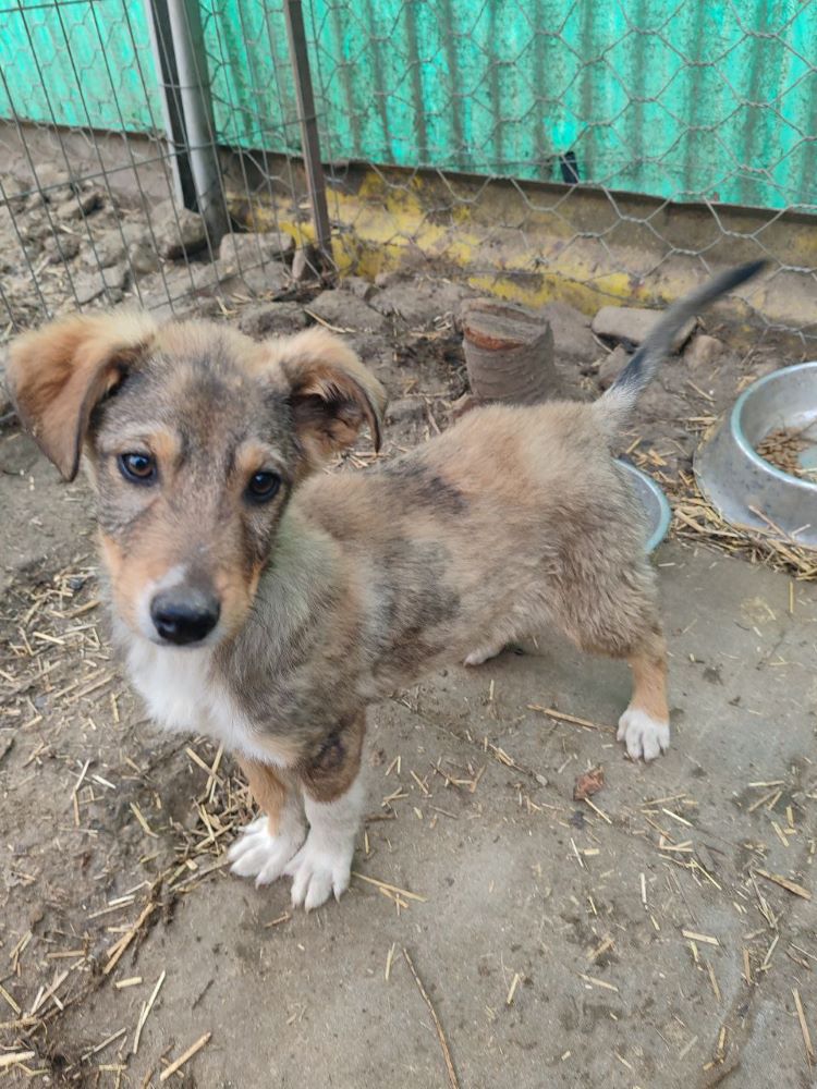 KOVU - Chiot mâle croisé de taille moyenne à l'âge adulte - Né environ en Décembre 2023 - Refuge de Monica Photo719