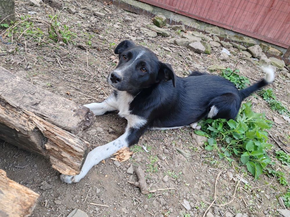 DIVINA - Chiot femelle croisée de taille moyenne à l'âge adulte - Née environ en Octobre 2023 - Refuge de Monica- Prise en charge par une autre association  Photo743