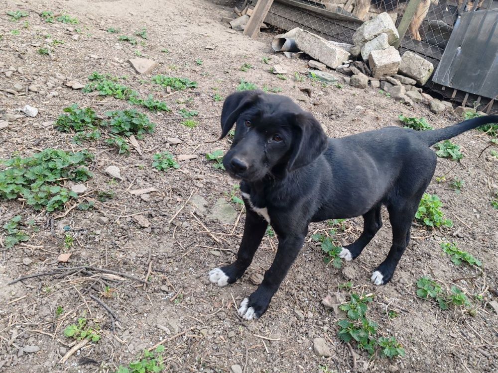 EMILIA (ex KAWA) - Chiot femelle croisée de taille moyenne à l'âge adulte - Née environ en Novembre 2023 - Refuge de Monica - Adoptée par Angélique en Belgique  Photo754