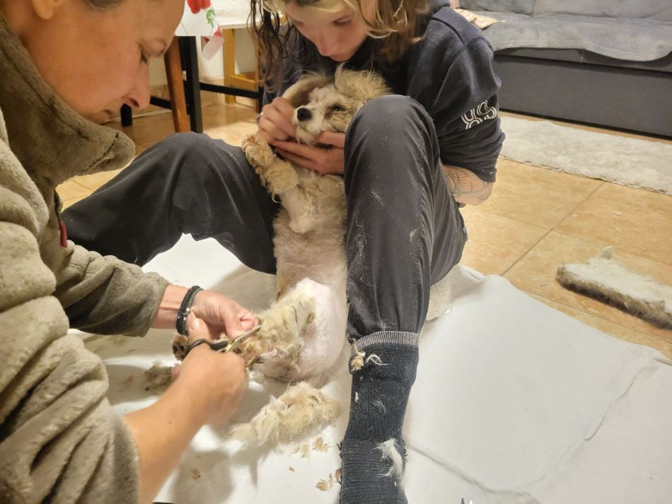 DINA-LIVIA - Femelle croisée Bichon de petite taille - Née environ en 2022 - Refuge de Monica- Réservée à l'adoption par Alexandre en Belgique  Photo764