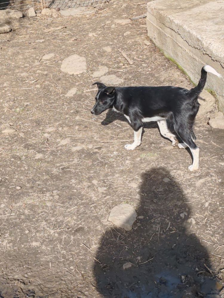 DIVINA - Chiot femelle croisée de taille moyenne à l'âge adulte - Née environ en Octobre 2023 - Refuge de Monica- Prise en charge par une autre association  Photo_50