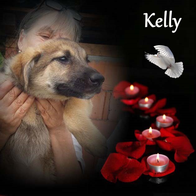 KELLY - Chiot femelle croisée de taille moyenne à l'âge adulte - Née environ en Février 2023 - Refuge de Maya - Réservée par l'association "Jamais sans mon chien " en France- Décédée  Pixiz-44