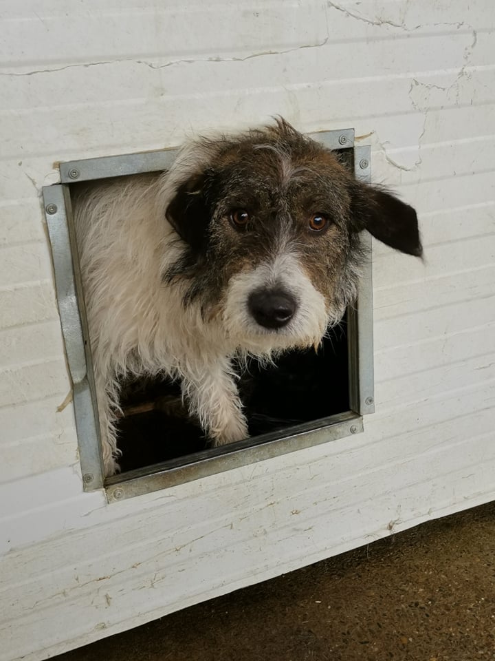 BAYLEY (ex PRESLEY) - mâle croisé, de taille moyenne, né environ en février 2015 - REMEMBER ME LAND - adopté par Carine (Belgique)  Presle12