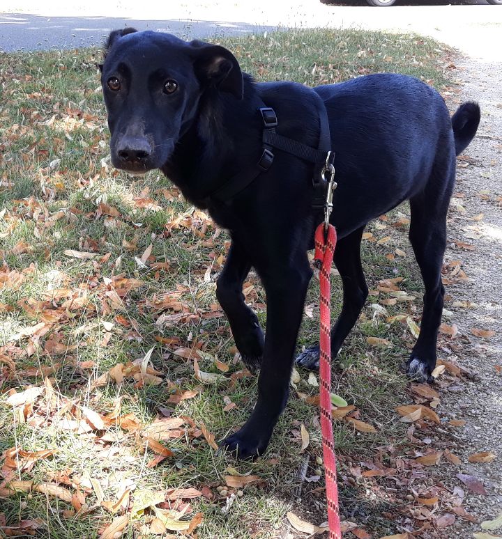 jackpot - DOBY (ex JACKPOT) -  Chiot Mâle - Taille moyenne à l'âge adulte - Né en décembre 2018 - REMEMBER ME LAND PASCANI - En FA chez Patricia (78) - réservé adoption par Geneviève (Belgique) - Page 3 Resize51