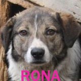 Nos chiens de taille moyenne en un clin d'œil Rona12