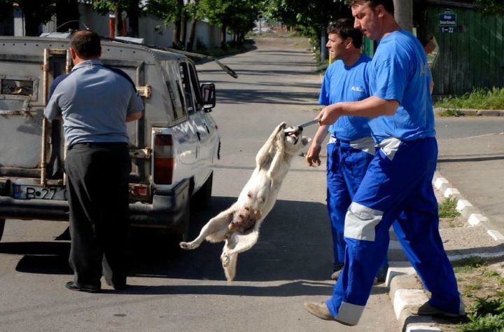 Pourquoi adopter un chien de Roumanie ? Sacs-d11