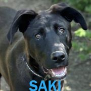 Association Happy Together Saki12