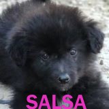 Nos chiots en un clin d'œil Salsa12