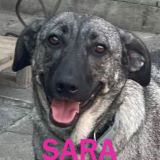 Nos chiens de taille moyenne en un clin d'œil Sara22
