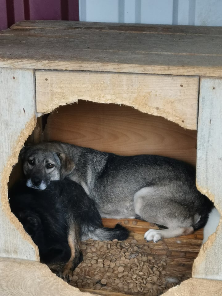 SCAPA !! + de 6 ans de box !! femelle, de taille moyenne, née en Février 2016 - adoptée par Frédérique (54) - Page 2 Scapa10