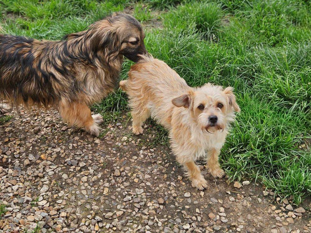 BRIDGET (ex KYARA) - Chiot femelle croisée de petite taille à l'âge adulte - Née environ en Juin 2023 - Adoptée par Nadine en France ( département 27) Snape120