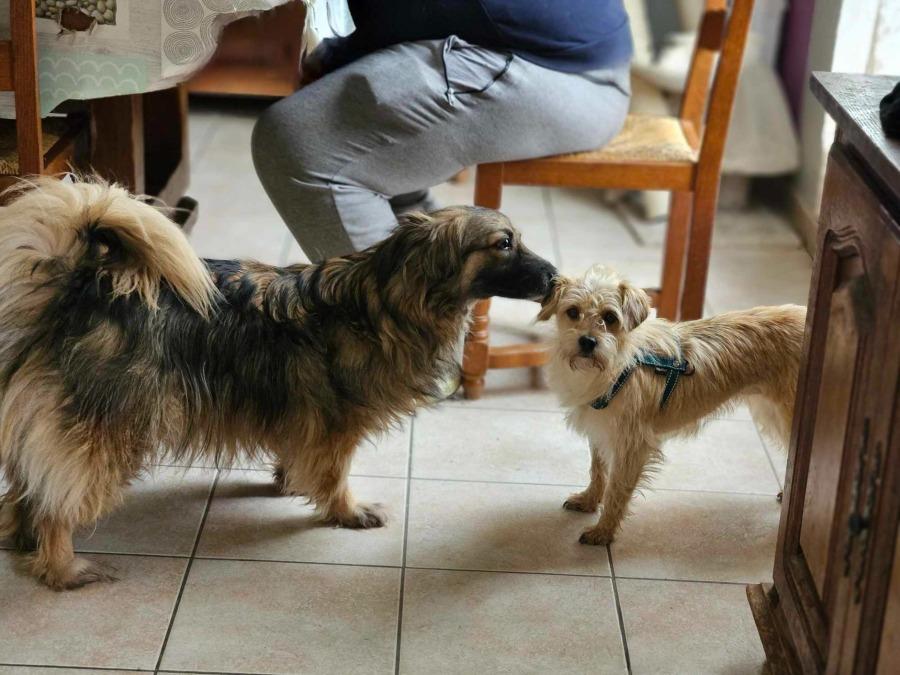 BRIDGET (ex KYARA) - Chiot femelle croisée de petite taille à l'âge adulte - Née environ en Juin 2023 - Adoptée par Nadine en France ( département 27) Snape127