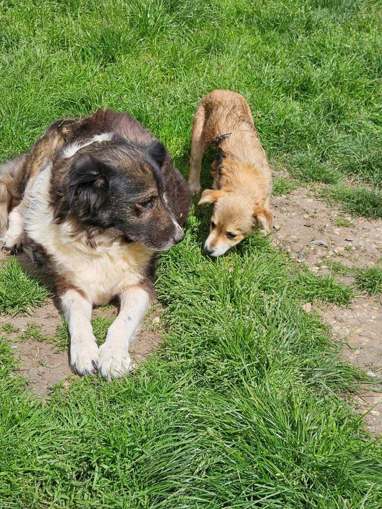 HELIOS (ex VITO) - Chiot mâle croisé de petite taille à l'âge adulte - Né environ en Novembre 2023 - Refuge de Ozana - Adopté par Remy en France (département 76) Snape200