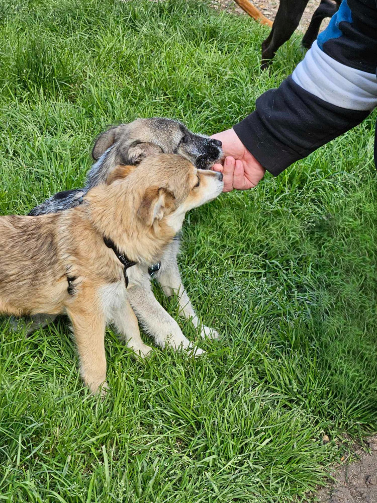 HELIOS (ex VITO) - Chiot mâle croisé de petite taille à l'âge adulte - Né environ en Novembre 2023 - Refuge de Ozana - Adopté par Remy en France (département 76) Snape201