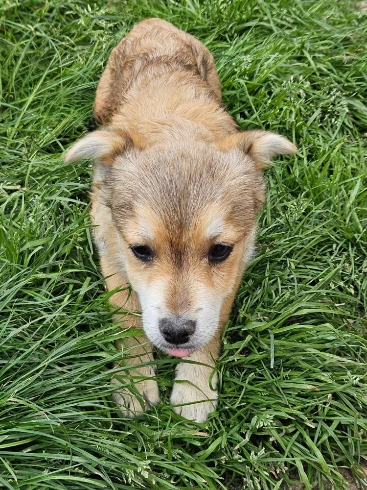 HELIOS (ex VITO) - Chiot mâle croisé de petite taille à l'âge adulte - Né environ en Novembre 2023 - Refuge de Ozana - Adopté par Remy en France (département 76) Snape203