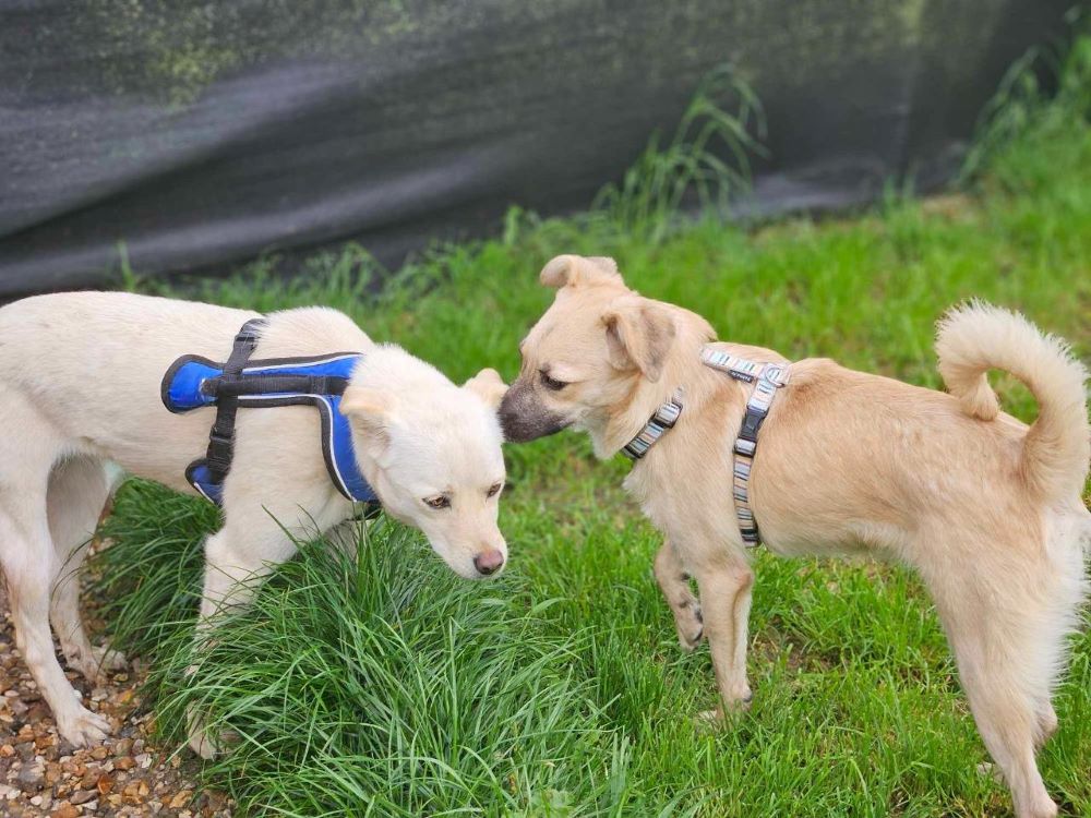 ROCKY (ROCCO) - Chiot mâle croisé de petite taille à l'âge adulte - Né environ en Août 2023 - Refuge de Ozana - Adopté par Myriam en France(département 27) Snape220