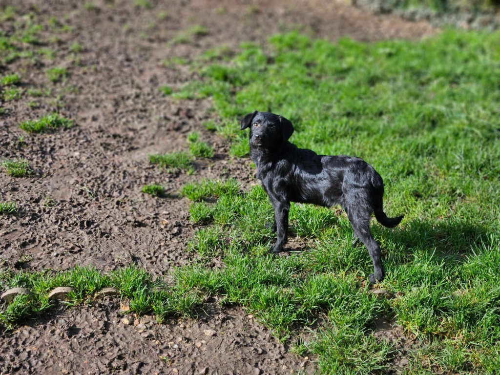 POUPETTE (ex RAIPONCE) - Chiot femelle croisée de taille petite à moyenne à l'âge adulte - Née environ en Septembre 2023 - Adoptée par Béatrice en Espagne  Snaped22