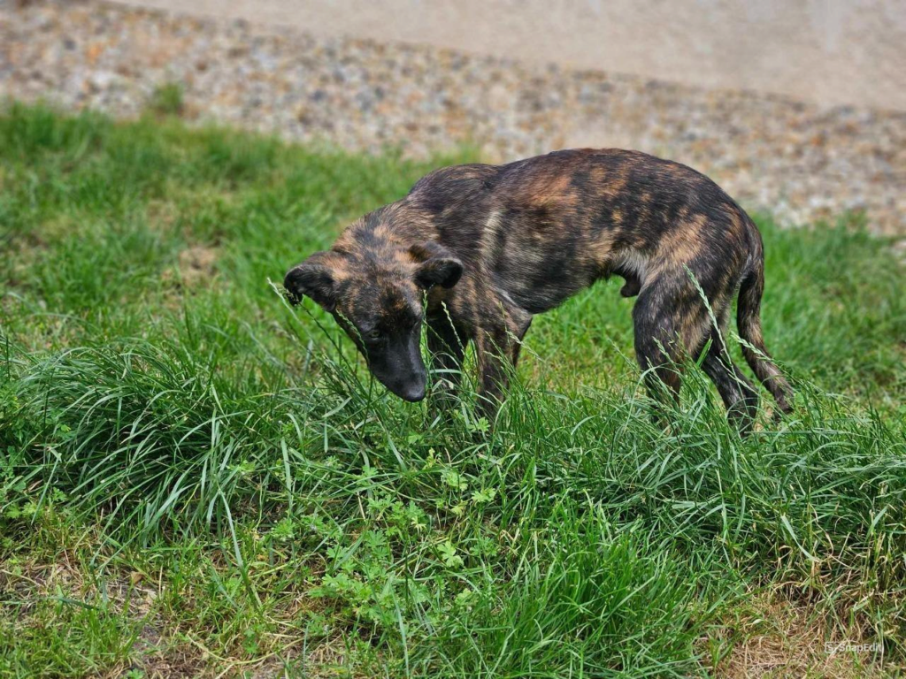 CARAMEL - Chiot mâle croisé de taille petite à moyenne à l'âge adulte - Né environ en Janvier 2024 - Refuge d'Aurelia - En famille d'accueil chez Nelly en France (dpt 28) Snaped45