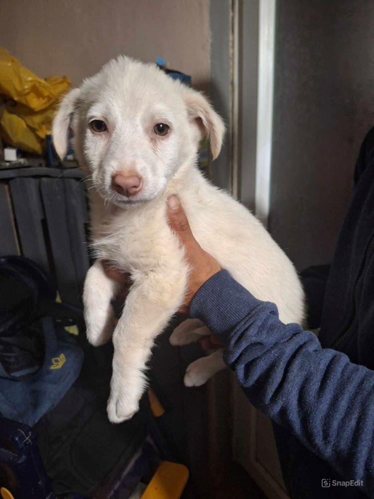 BEGONIA - Chiot femelle croisée de taille petite à moyenne à l'âge adulte - Née environ en Mars 2024 - Refuge de Florin- Adoptée par Laurent en France( département 35) Snaped52