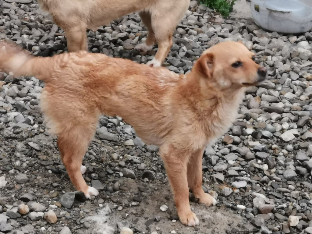 SYLVIA - femelle croisée de petite taille - 6 kg - Née en mai 2018- PASCANI -REMEMBER ME LAND - Adoptée par Christina (13)  Sylvia10