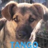 Nos chiots en un clin d'œil Tango16