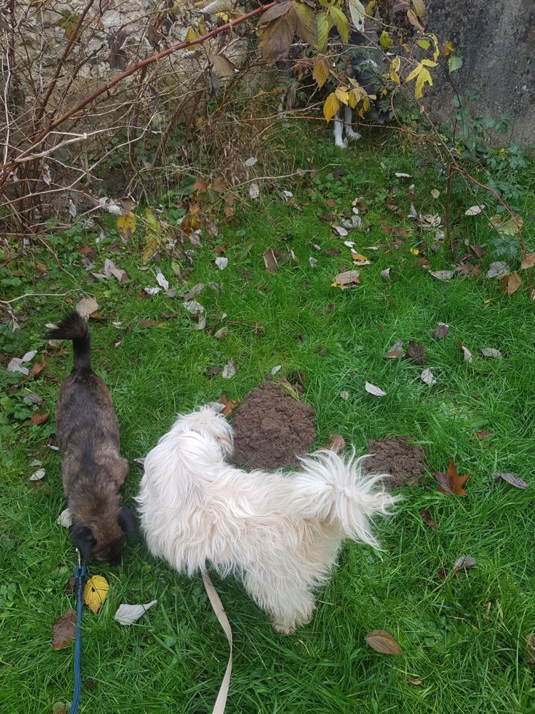 EFFY (ex VICTOIRE) - Femelle croisée Bichon de petite taille - Née environ en 2021 - Refuge de Maya - Adoptée par Émilie en France  (département 77) Whats178