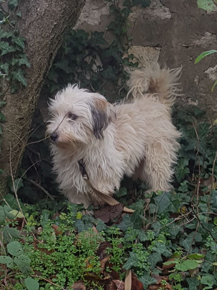 EFFY (ex VICTOIRE) - Femelle croisée Bichon de petite taille - Née environ en 2021 - Refuge de Maya - Adoptée par Émilie en France  (département 77) Whats181