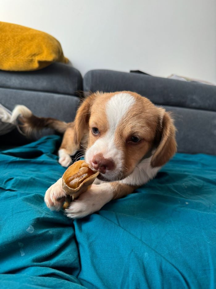 COOKIE (ex TROGNON) - Chiot mâle croisé de petite taille à l'âge adulte - Né environ en Mars 2024 - Refuge d'Aurelia - En famille d'accueil chez Nelly en France (département 28) - Adopté par Yohann en France ( département 28 ) Whats435