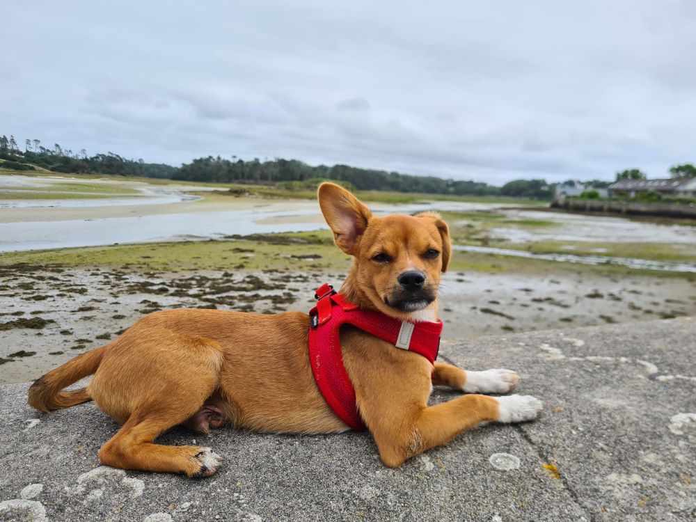 CHOUPI (ex CHEDDAR) - Chiot mâle croisé de taille petite à moyenne à l'âge adulte - Né environ en Février 2024 - Refuge de Monica - Adopté par Yves en France (département 29) Whats488